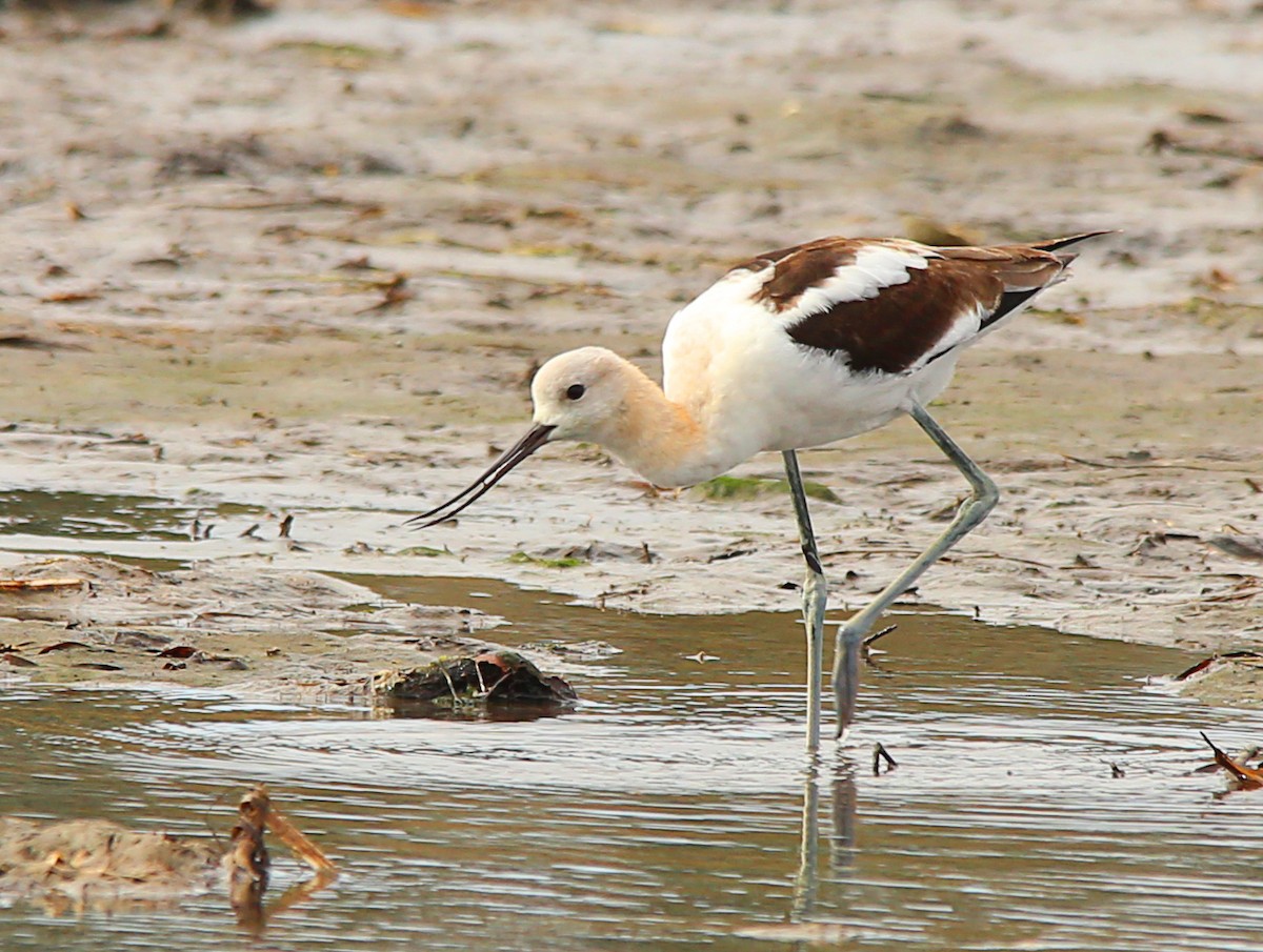 Avocette d'Amérique - ML480396241