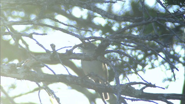 Vireo Cabecinegro - ML480397