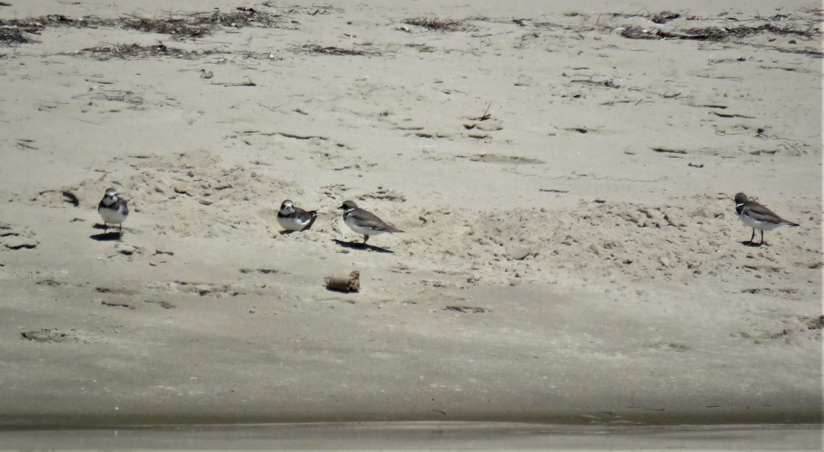 Semipalmated Plover - ML480397741
