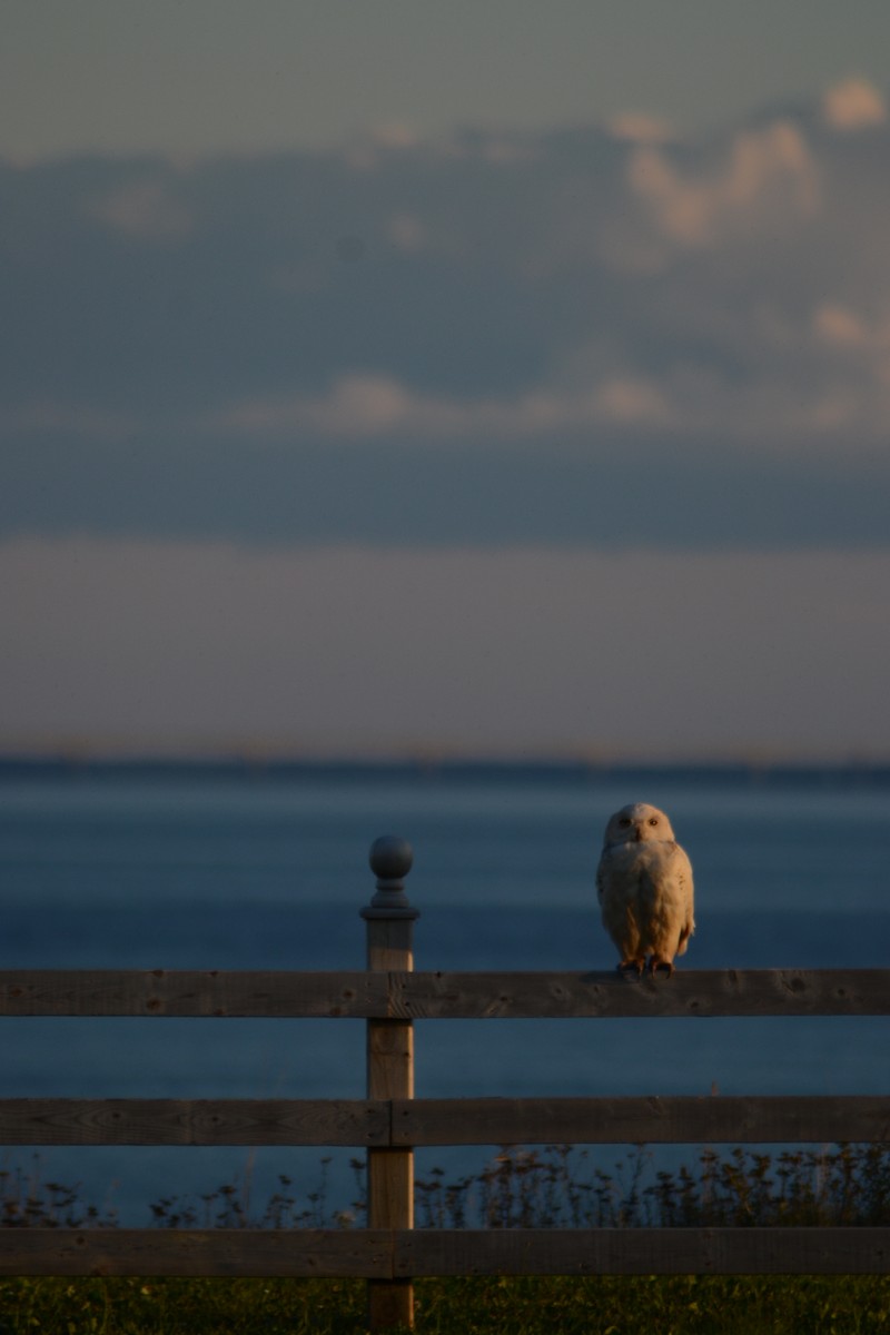 Snowy Owl - Maria Rose Murnaghan