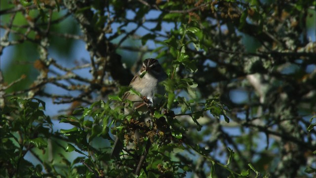 Clay-colored Sparrow - ML480399