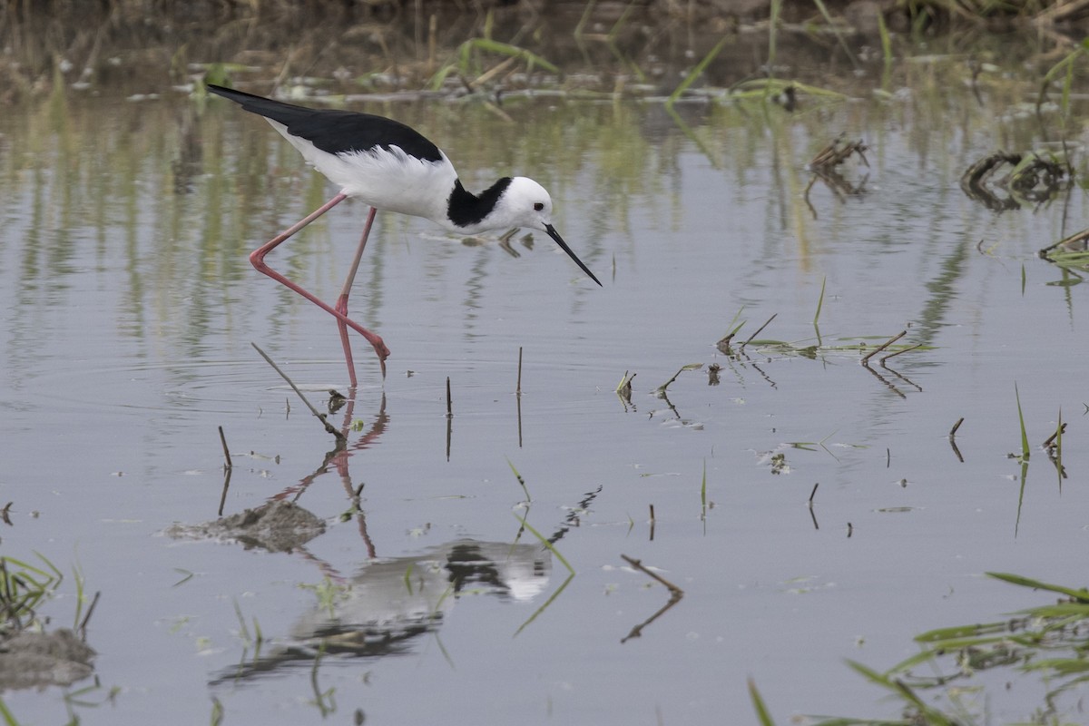 Pied Stilt - Robert Lockett