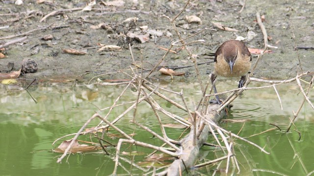 Boat-tailed Grackle - ML480399531