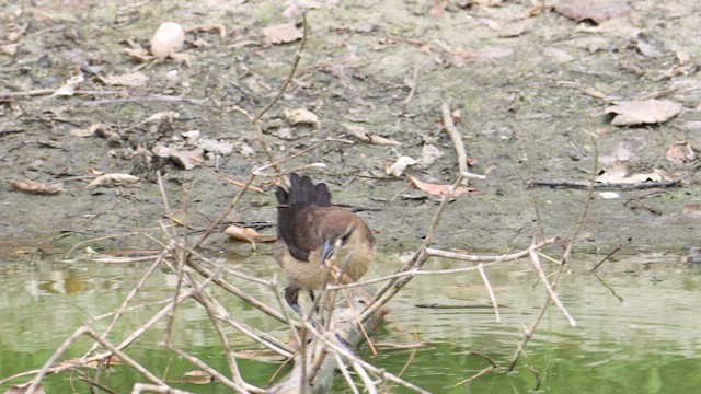 Boat-tailed Grackle - ML480399801