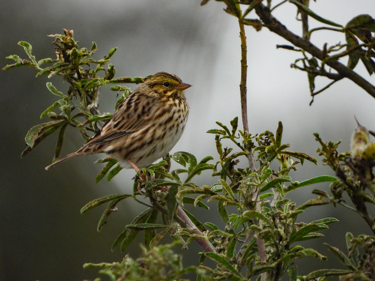 Savannah Sparrow - ML480400131