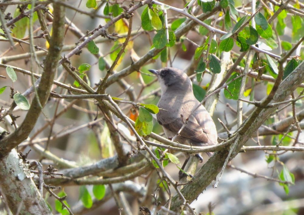 Lesser Whitethroat (Hume's) - ML480400811