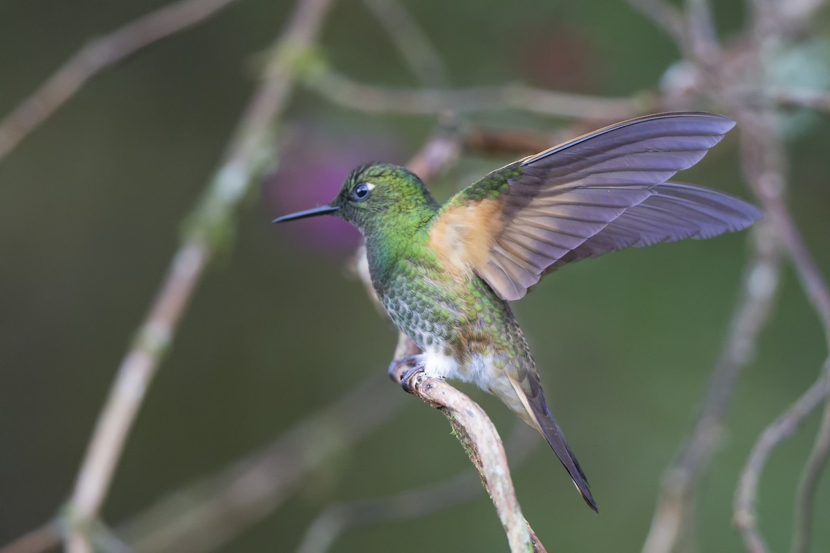 Buff-tailed Coronet - ML480401631