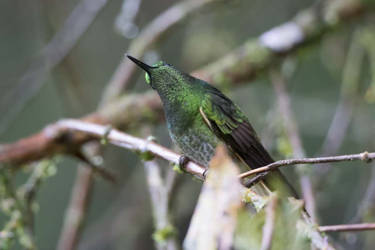 Buff-tailed Coronet - ML480401641