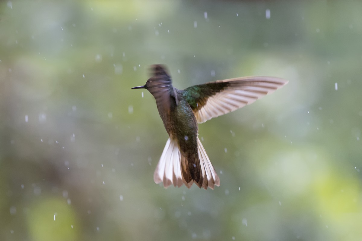 Buff-tailed Coronet - ML480401651