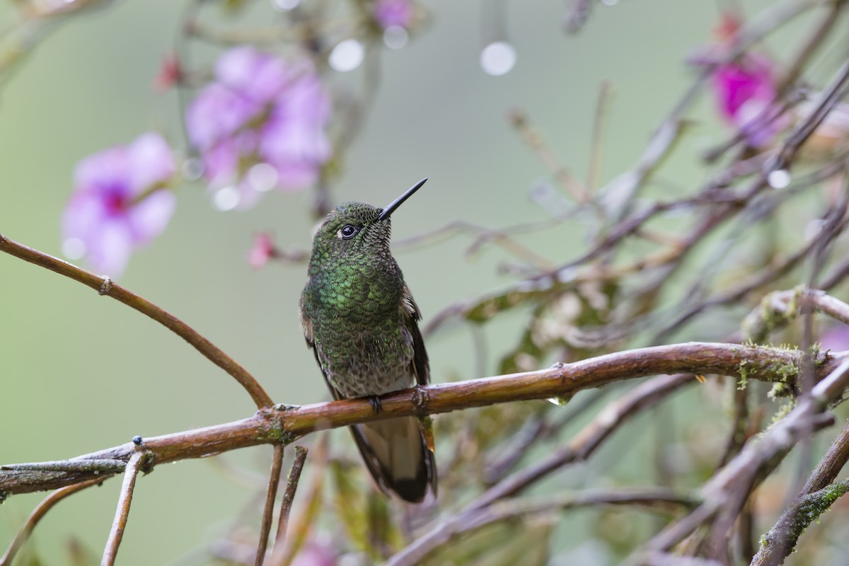 Buff-tailed Coronet - ML480401661