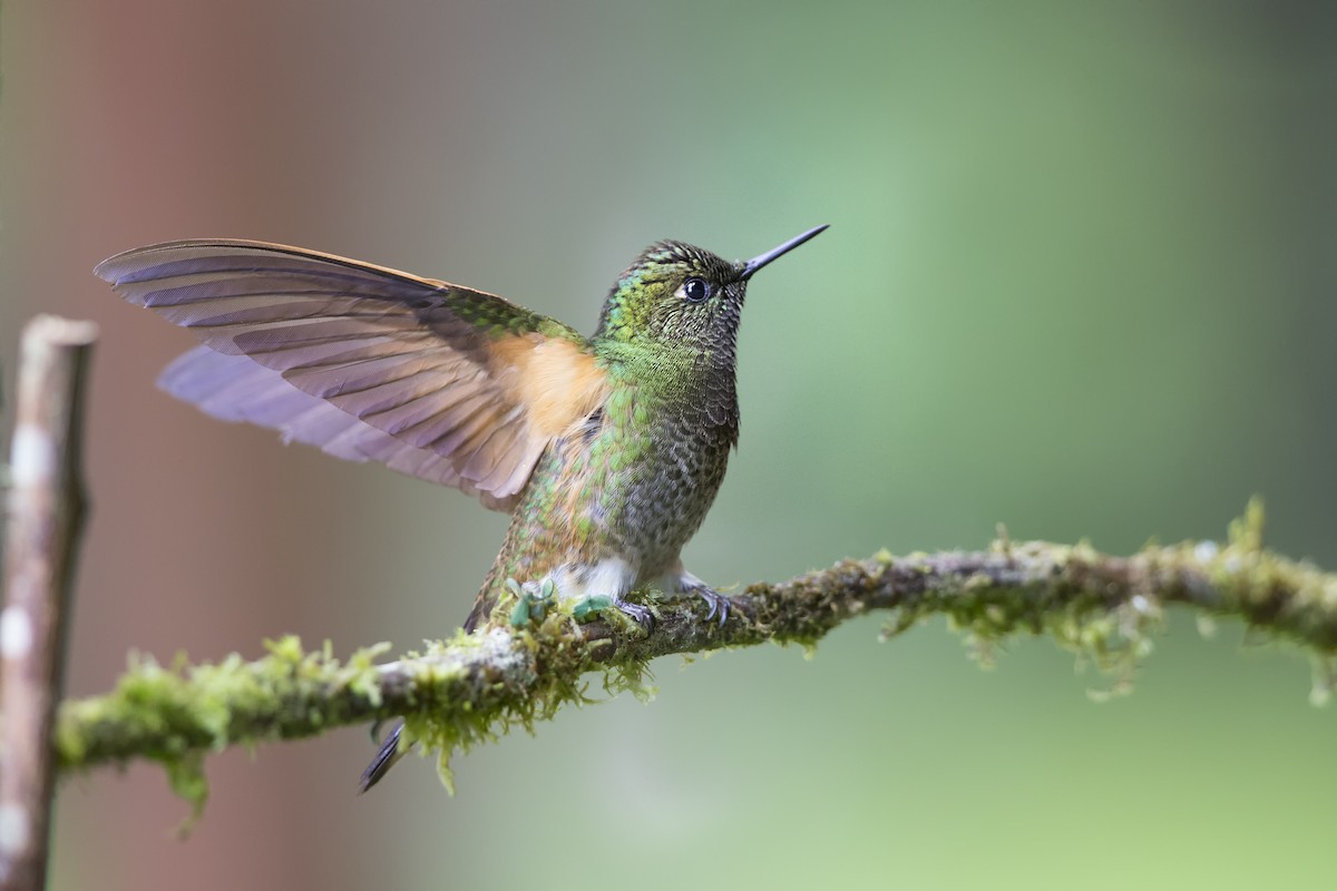 Buff-tailed Coronet - ML480401671