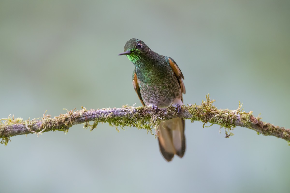 Buff-tailed Coronet - ML480401681