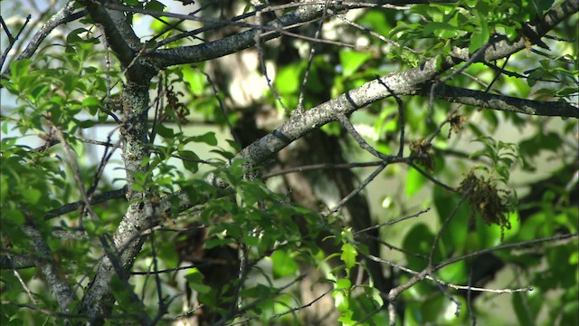 Black-capped Vireo - ML480402