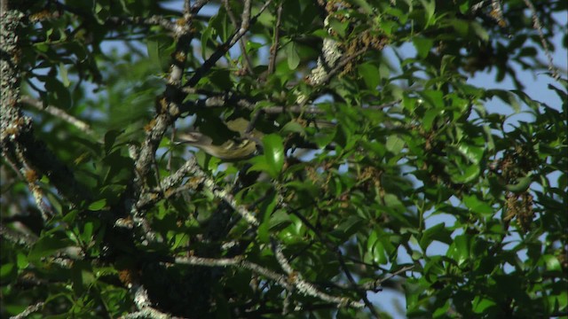 Vireo Cabecinegro - ML480403