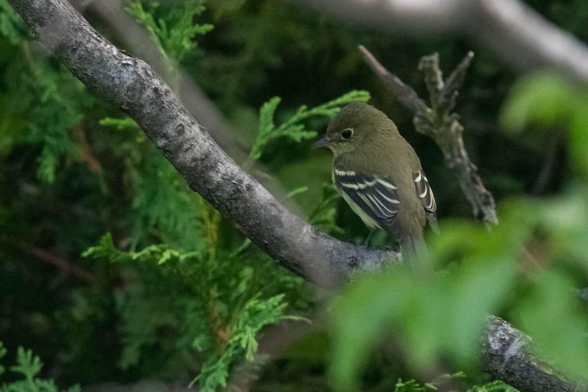 Yellow-bellied Flycatcher - ML480403311