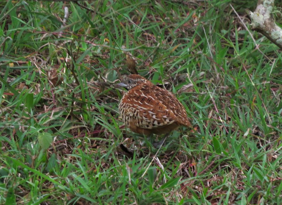 Barred Buttonquail - Abhinand C