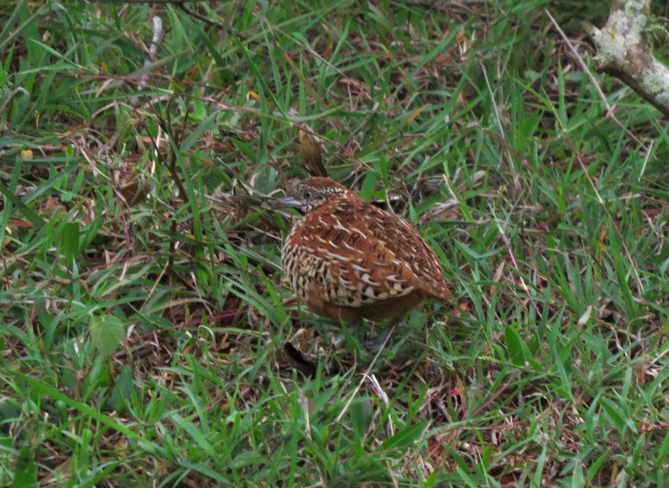 Barred Buttonquail - ML480403831