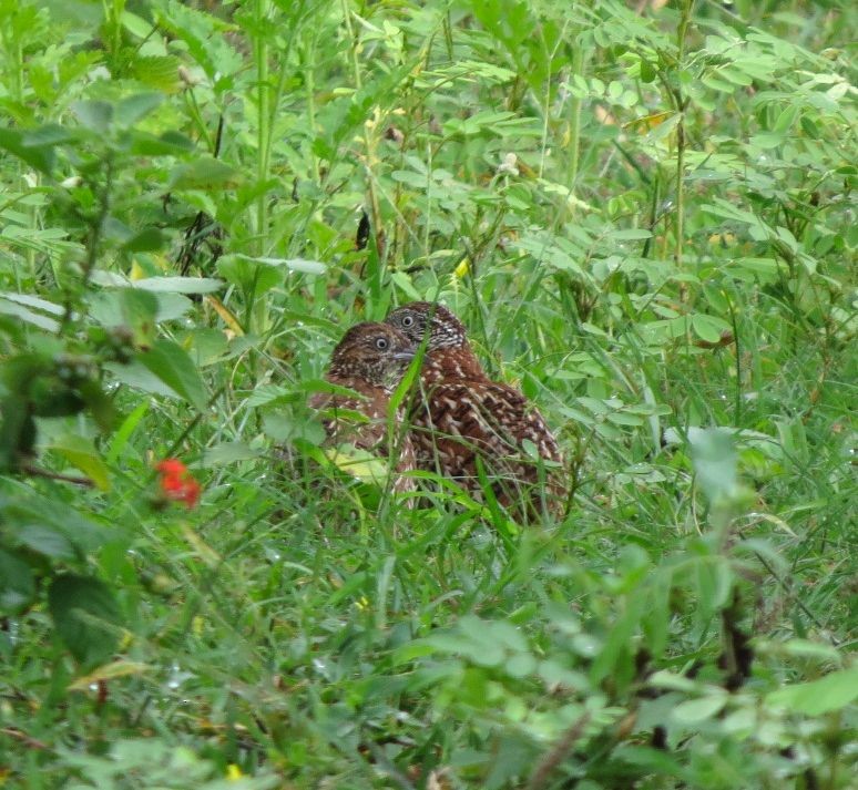 Barred Buttonquail - Abhinand C