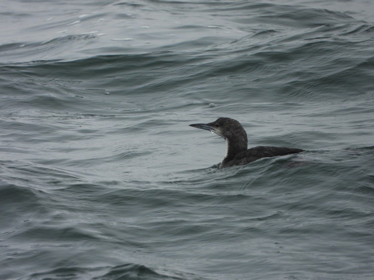 Pacific Loon - Kellen Apuna