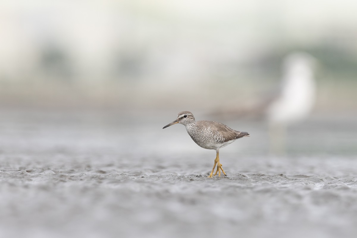 Gray-tailed Tattler - ML480404761