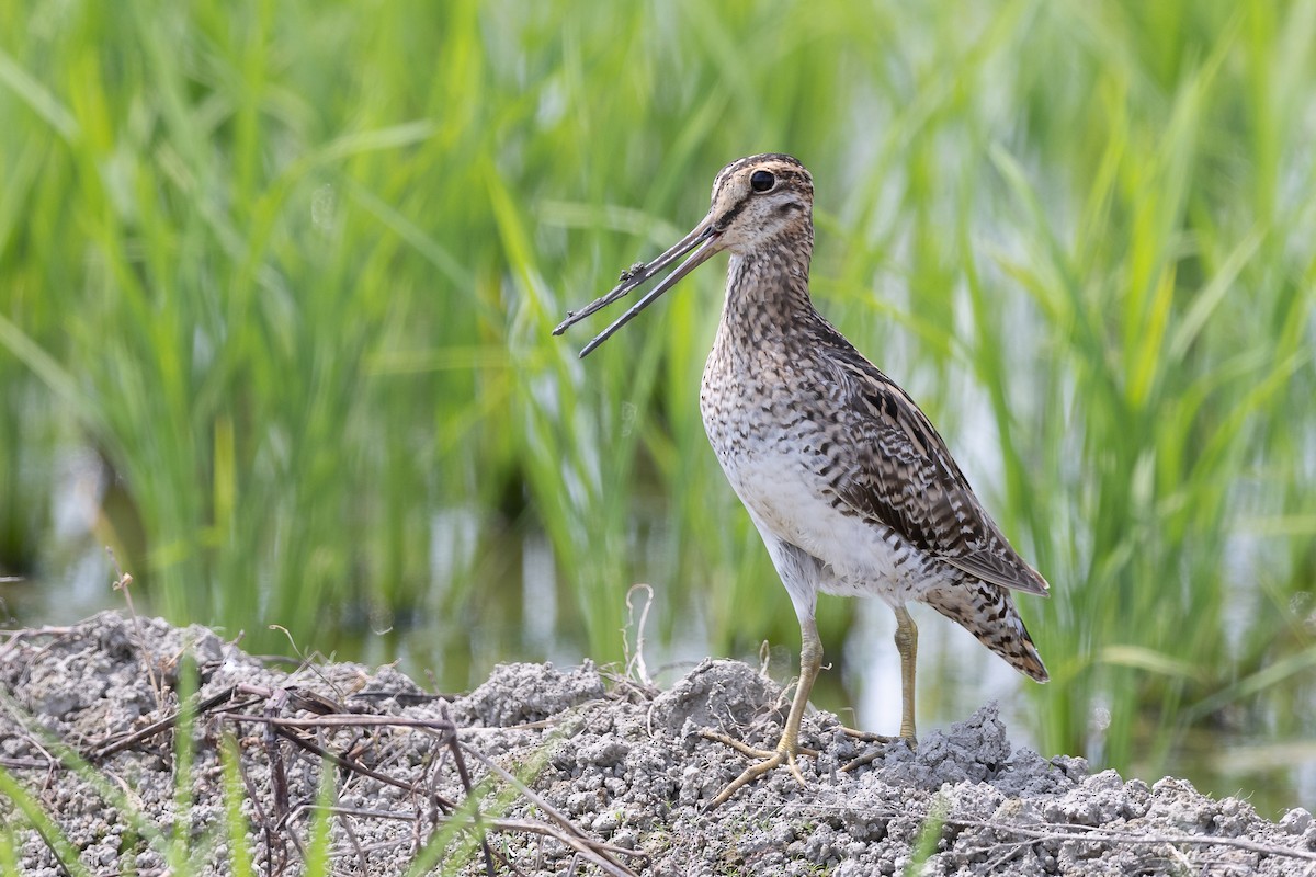 Latham's Snipe - ML480404831