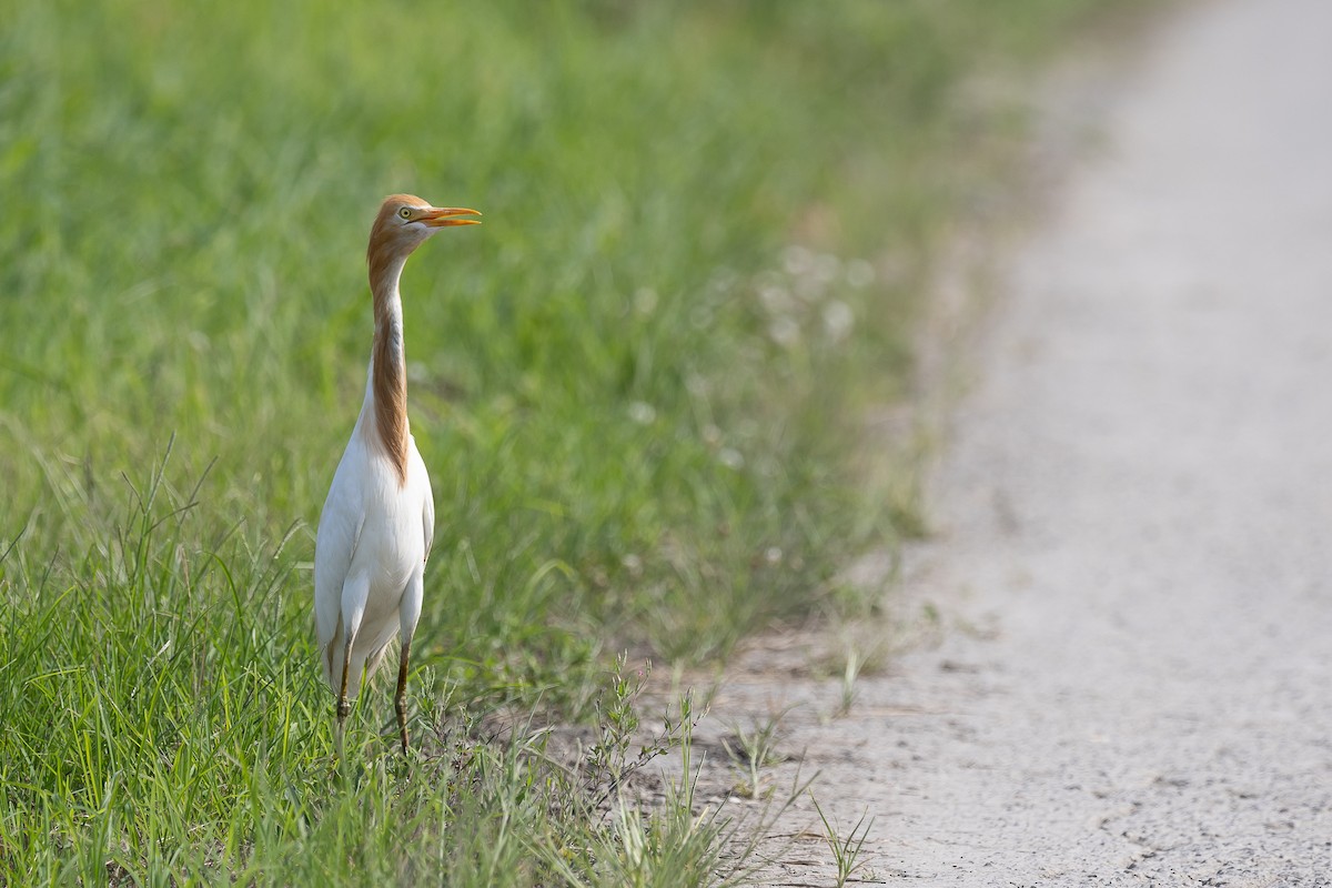 Eastern Cattle Egret - ML480404841