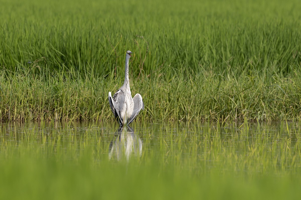 volavka popelavá (ssp. cinerea/jouyi) - ML480404871