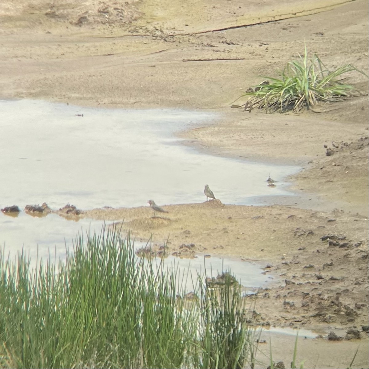 Small Pratincole - ML480405291