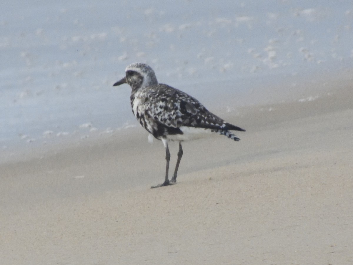 Black-bellied Plover - ML480406821