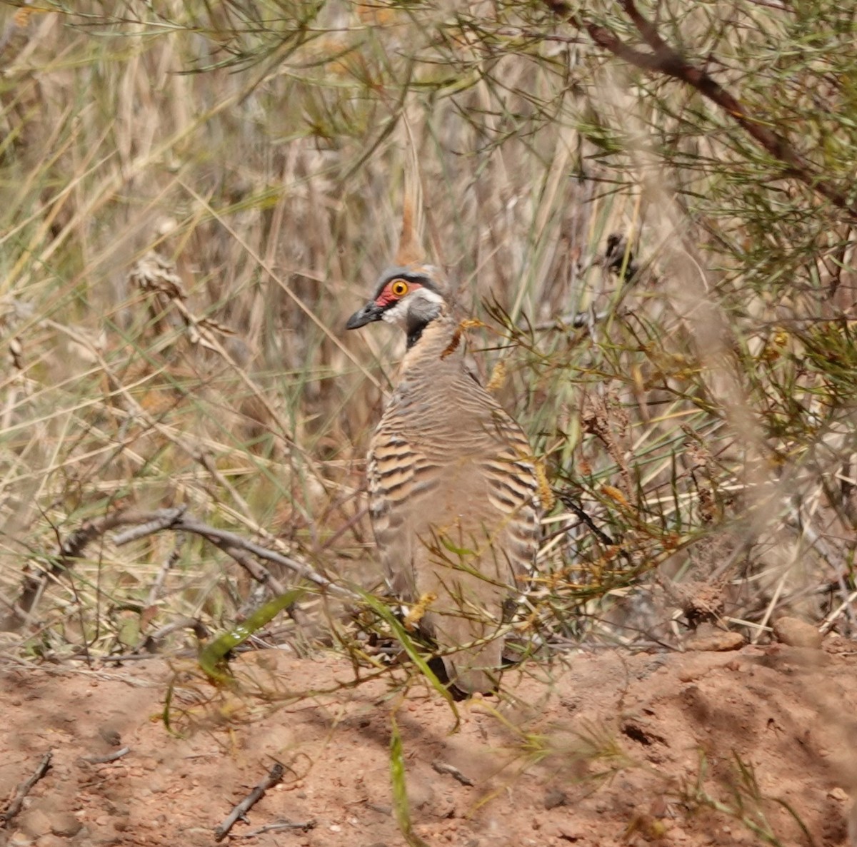 Spinifex Pigeon - ML480407551