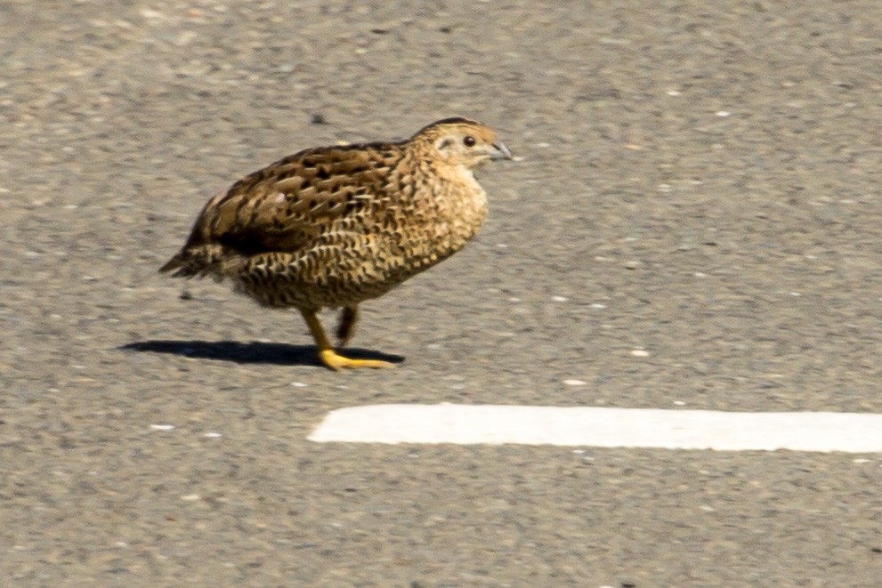 Brown Quail - ML480408761