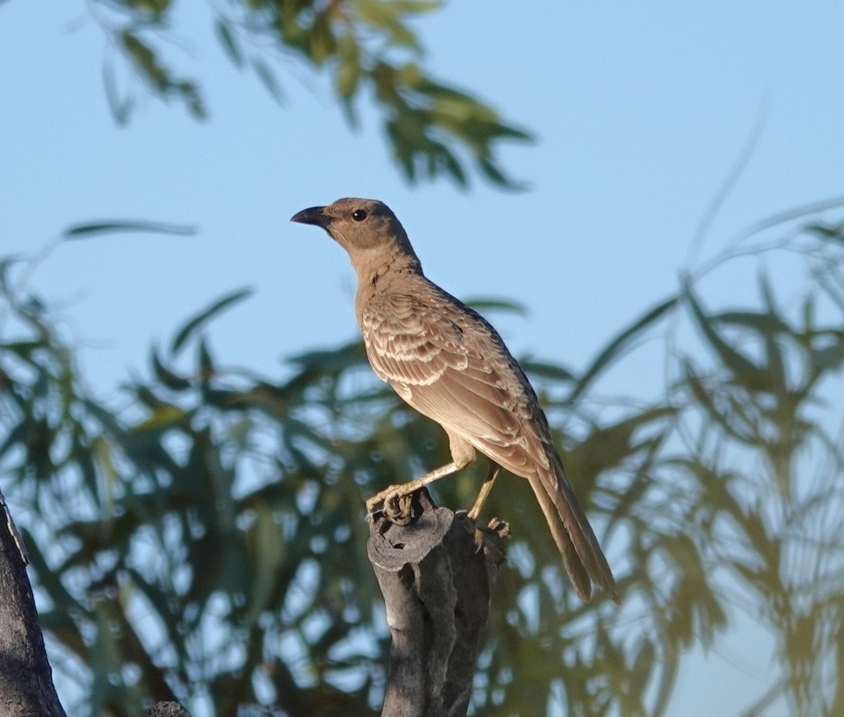 Great Bowerbird - ML480408951