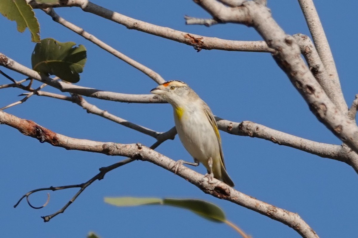 Red-browed Pardalote - ML480408971