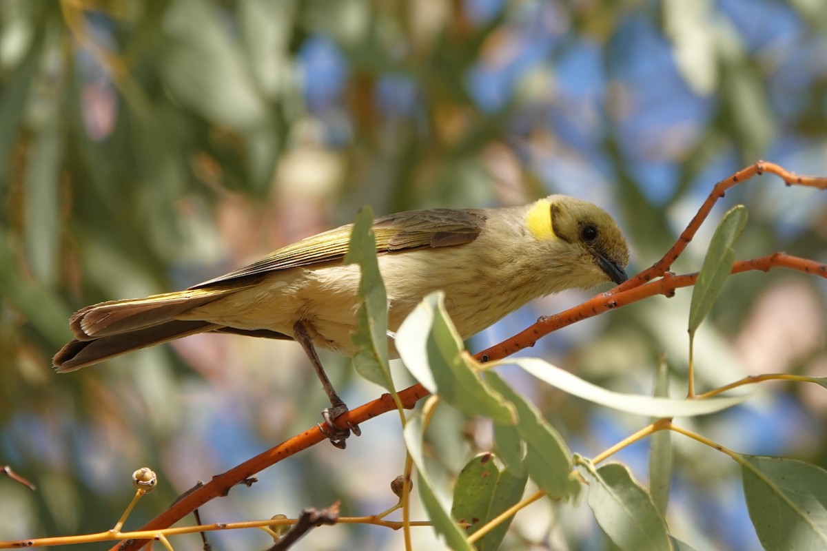 Gray-fronted Honeyeater - ML480409051