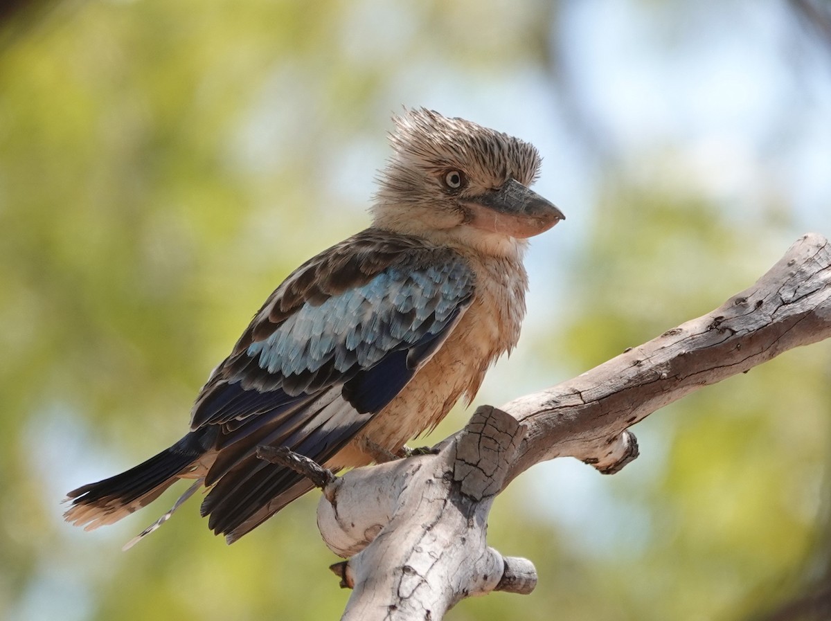 Blue-winged Kookaburra - ML480409741