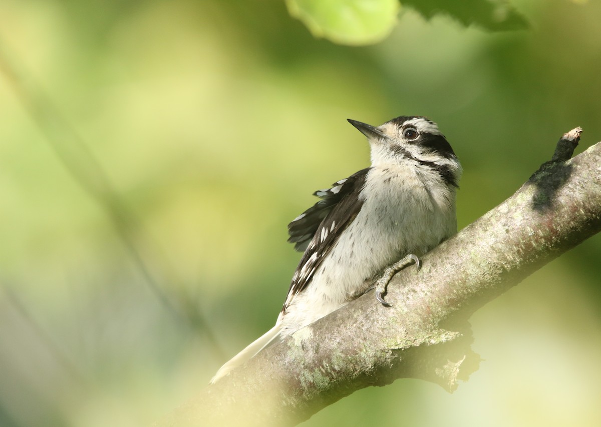 セジロコゲラ（pubescens／medianus） - ML480411101