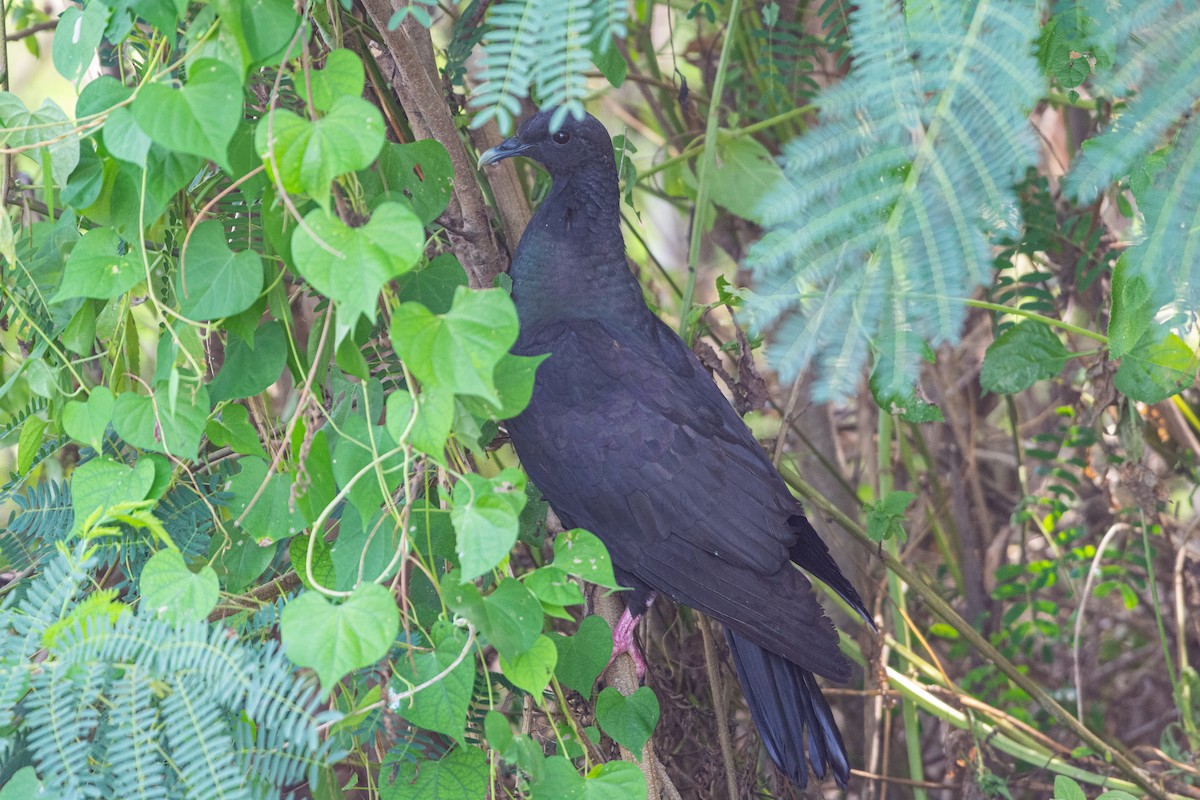 Black Wood-Pigeon - ML480411601