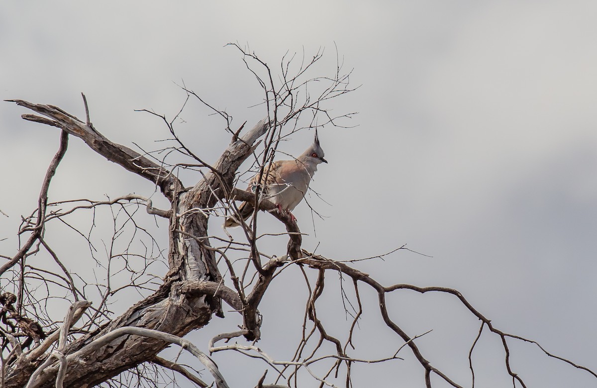 Crested Pigeon - ML480411941