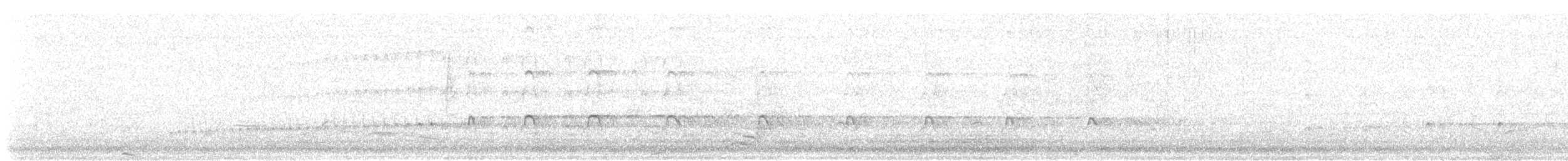 Новозеландский кулик-сорока - ML480412011