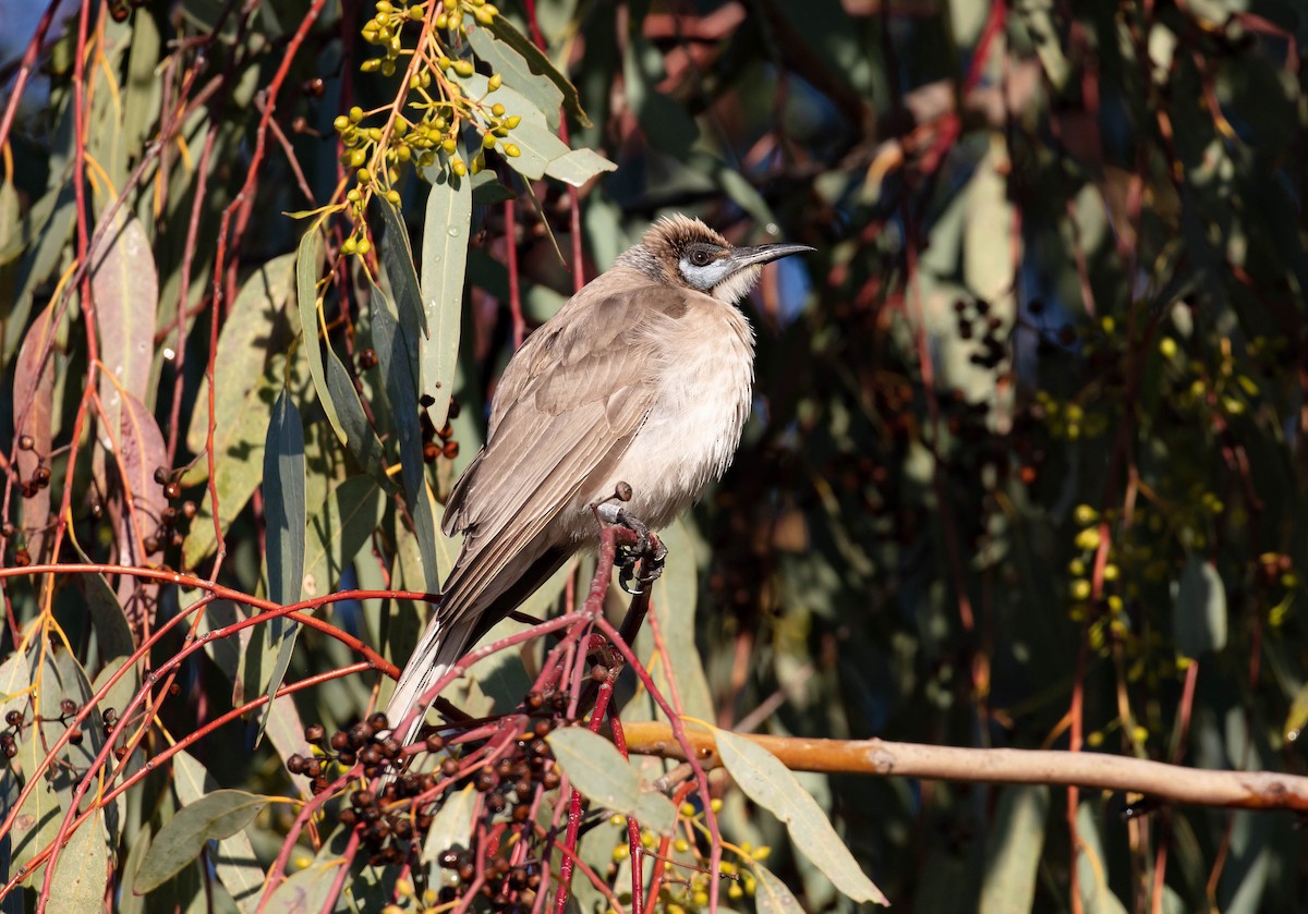 Little Friarbird - Hickson Fergusson