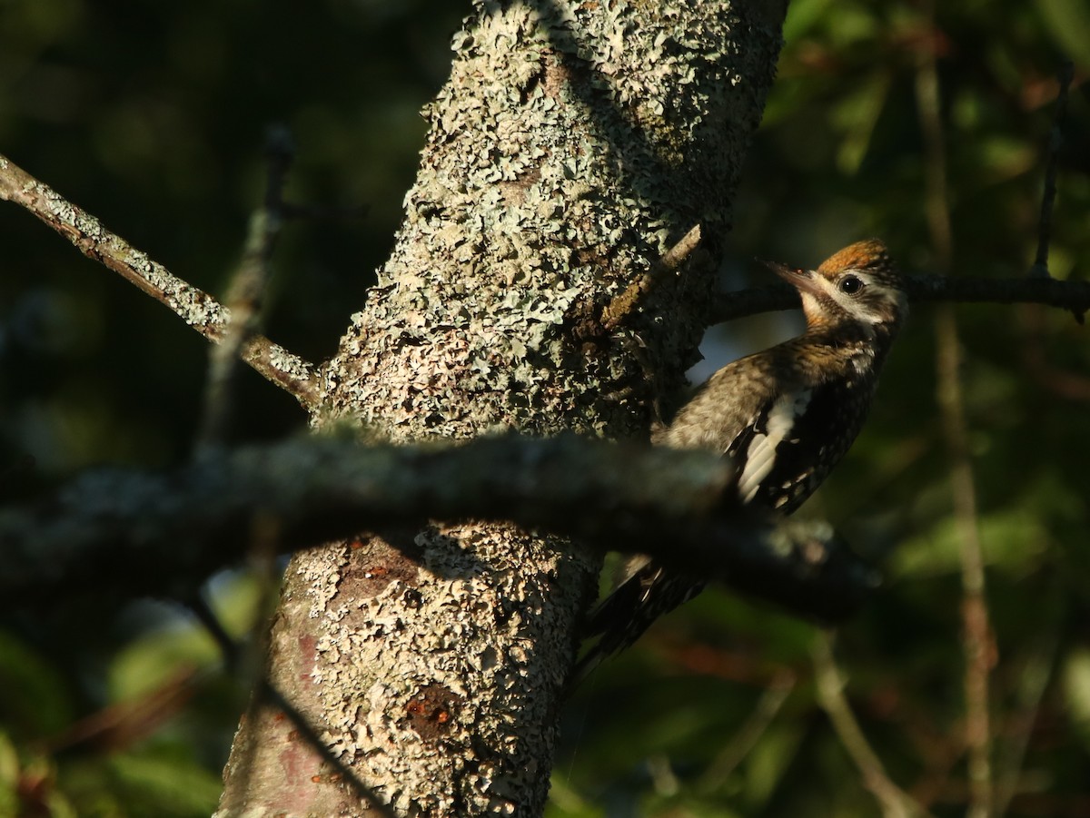 Yellow-bellied Sapsucker - ML480412431