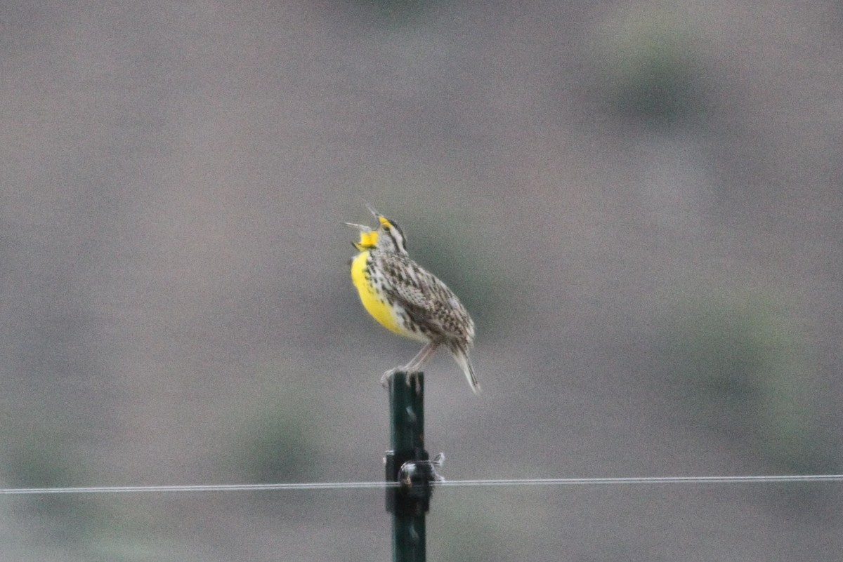 Western Meadowlark - ML48041271