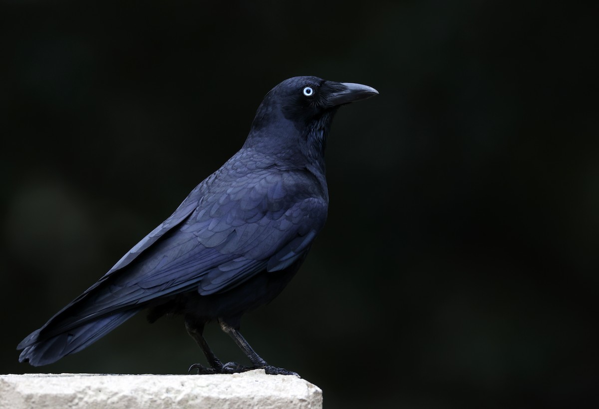 Torresian Crow - ML480413521