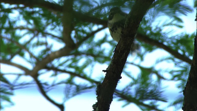 Kronenwaldsänger (coronata) - ML480414