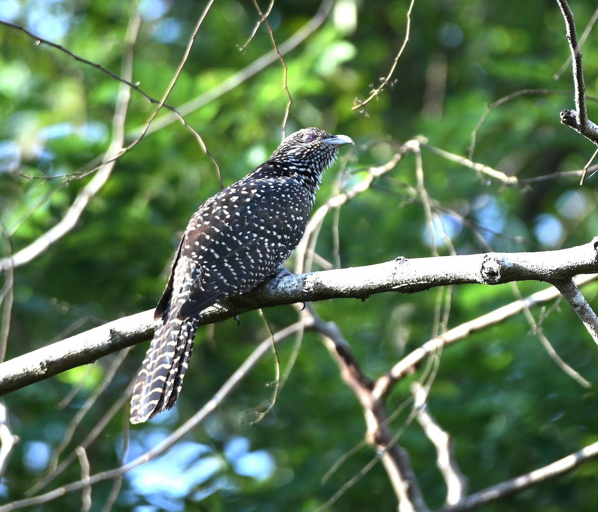 Asian Koel - ML480414201