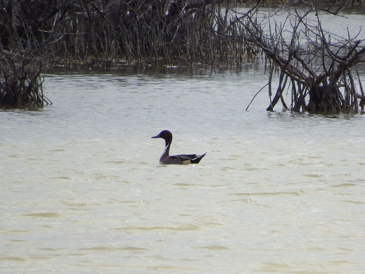 Northern Pintail - ML48041431