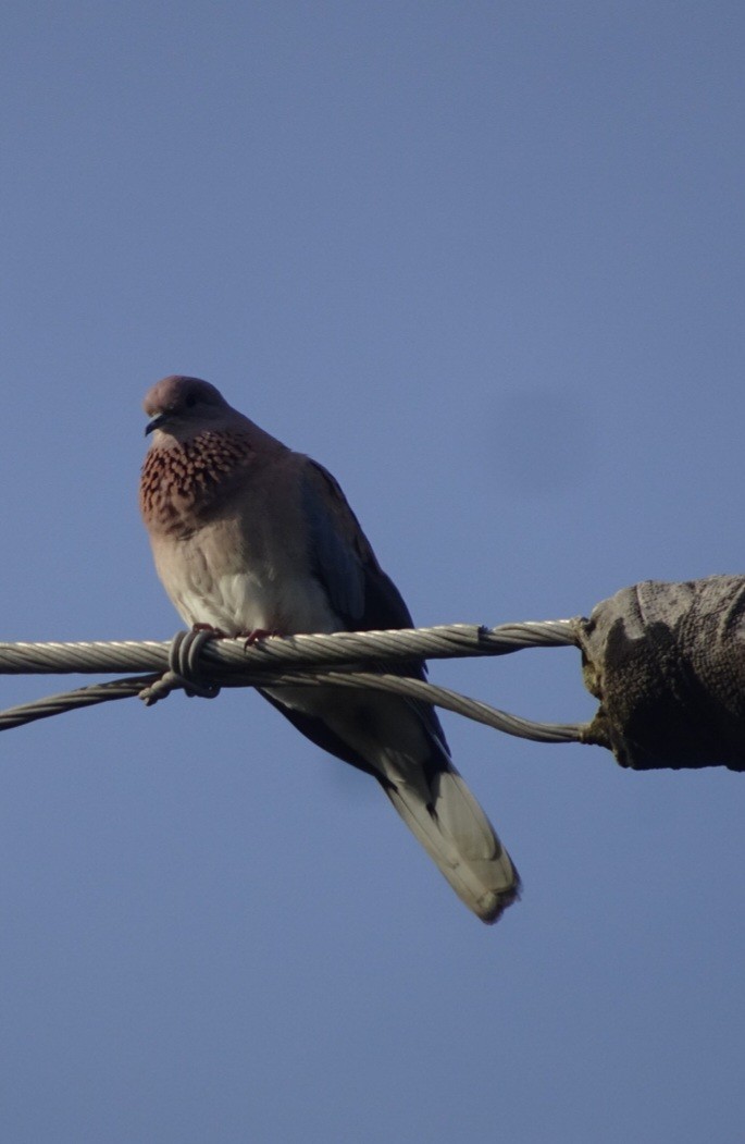 Laughing Dove - ML480414331