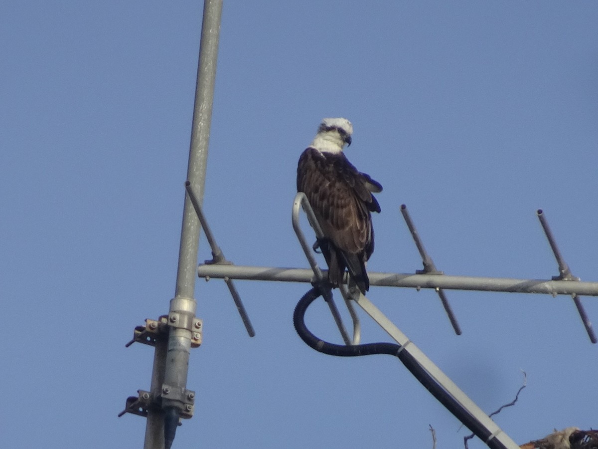 Osprey (Australasian) - ML480414431
