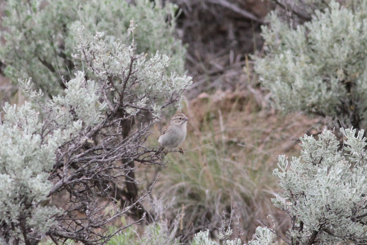 Brewer's Sparrow - ML48041481