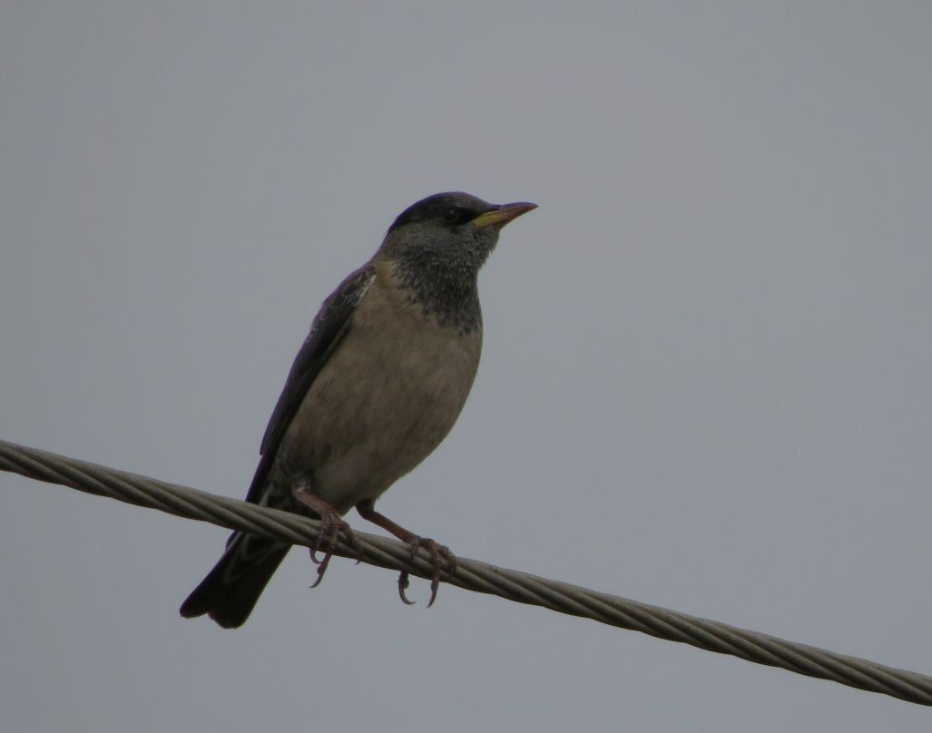 Rosy Starling - ML480414861